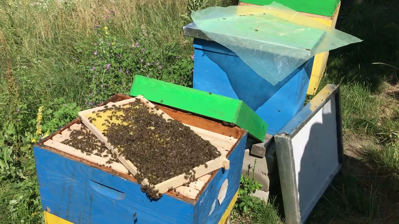 Pregled košnice posle 5 dana od stresanja na gole satne osnove