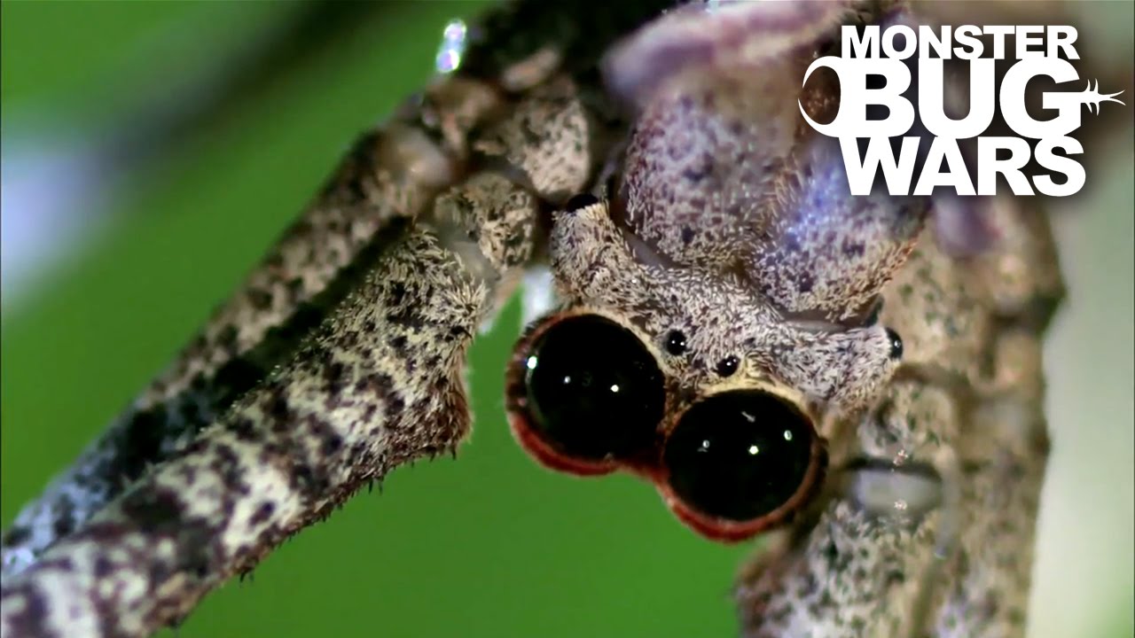ВОЙНЫ ЖУКОВ-МОНСТРОВ | Огр-паук против жука-убийцы