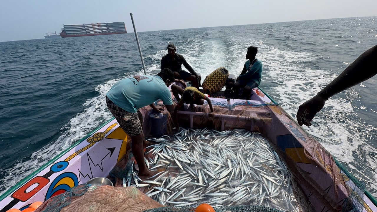 பெரிய கப்பல் பக்கத்துல கருப்பு முரல் பிடிச்சாச்சு A black whale caught a glimpse of the big ship.