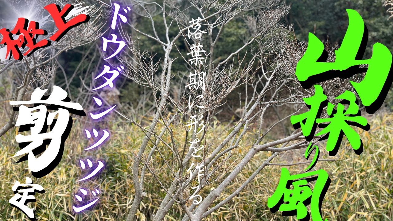 【ドウダンツツジ剪定】自然樹形で刈り込みいらず！ローメンテでも美しい最高の剪定はコレだ！〜もう君を離さない〜