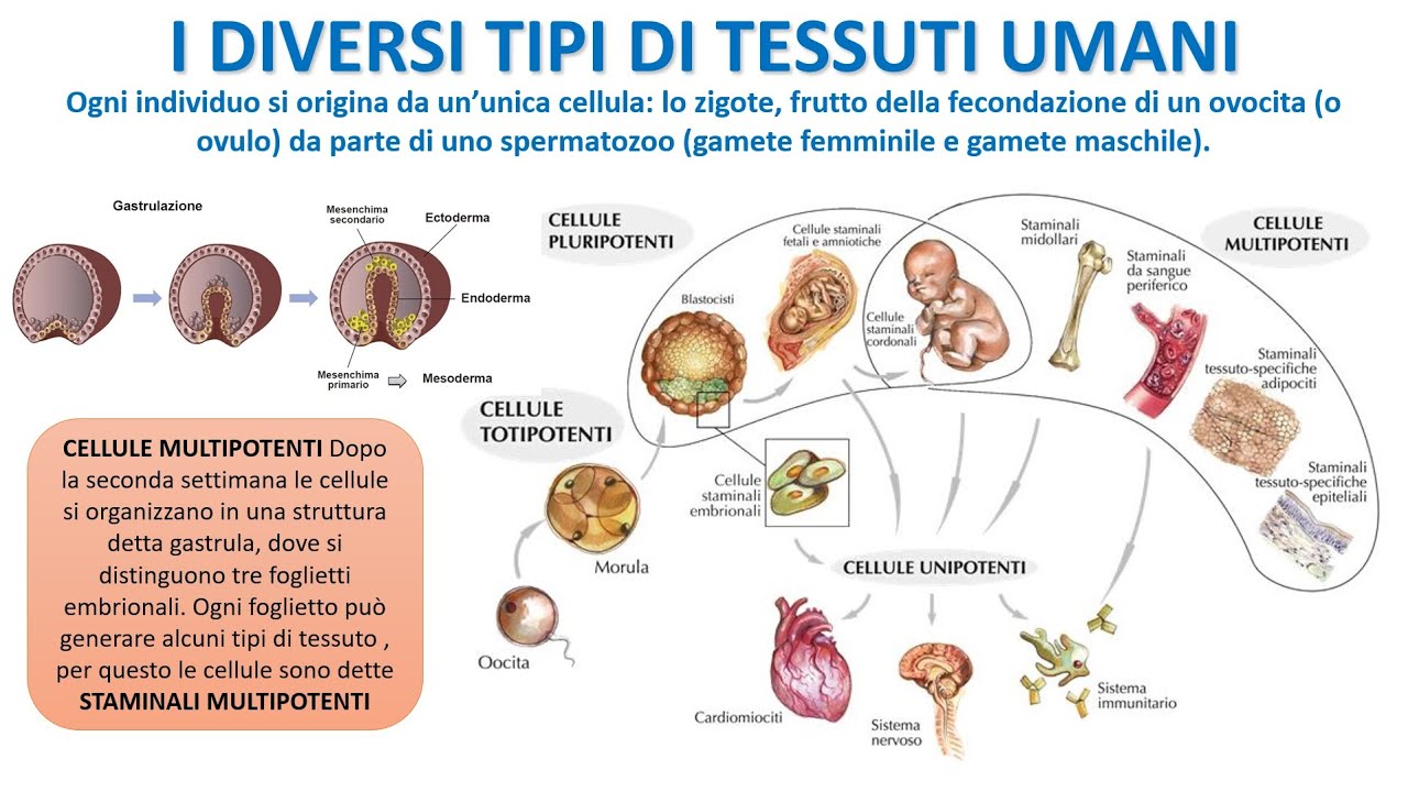 LE CELLULE DEI TESSUTI UMANI