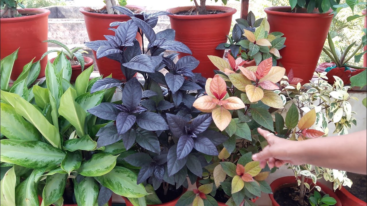 How to Grow Eranthemum Plant by Cutting || How to Propagate Eranthemum