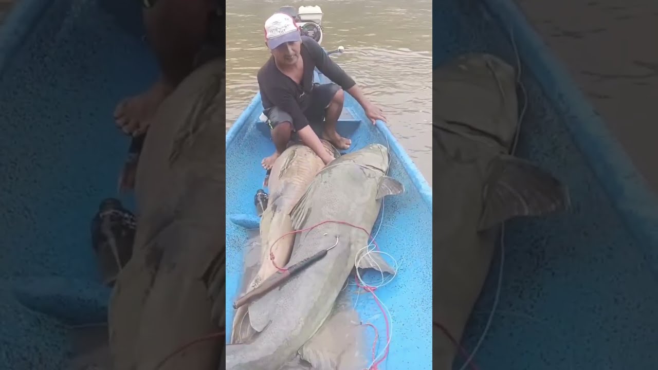 Memancing Ikan baung besar dua ekor sudah naik di Prau kecil lokasi sungai alam orang pada ngk tau