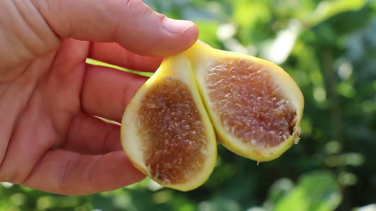 Reviewing the Dotatto Fig - An Old Italian Commercial Fig