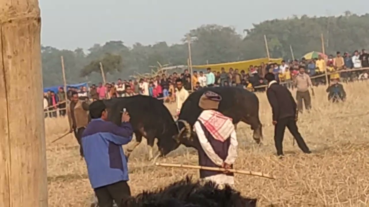 morigaon moh juj, মৰিগাঁও বেটনি, সন্ধৰ বৰদলৈ-মৰাকলং V/S ৰমেন ডেকা বেটনি