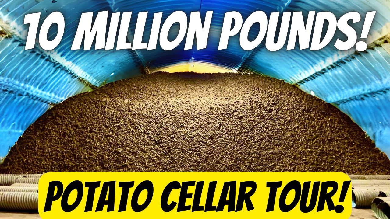 Potato cellar tour with 10 million pounds of potatoes!