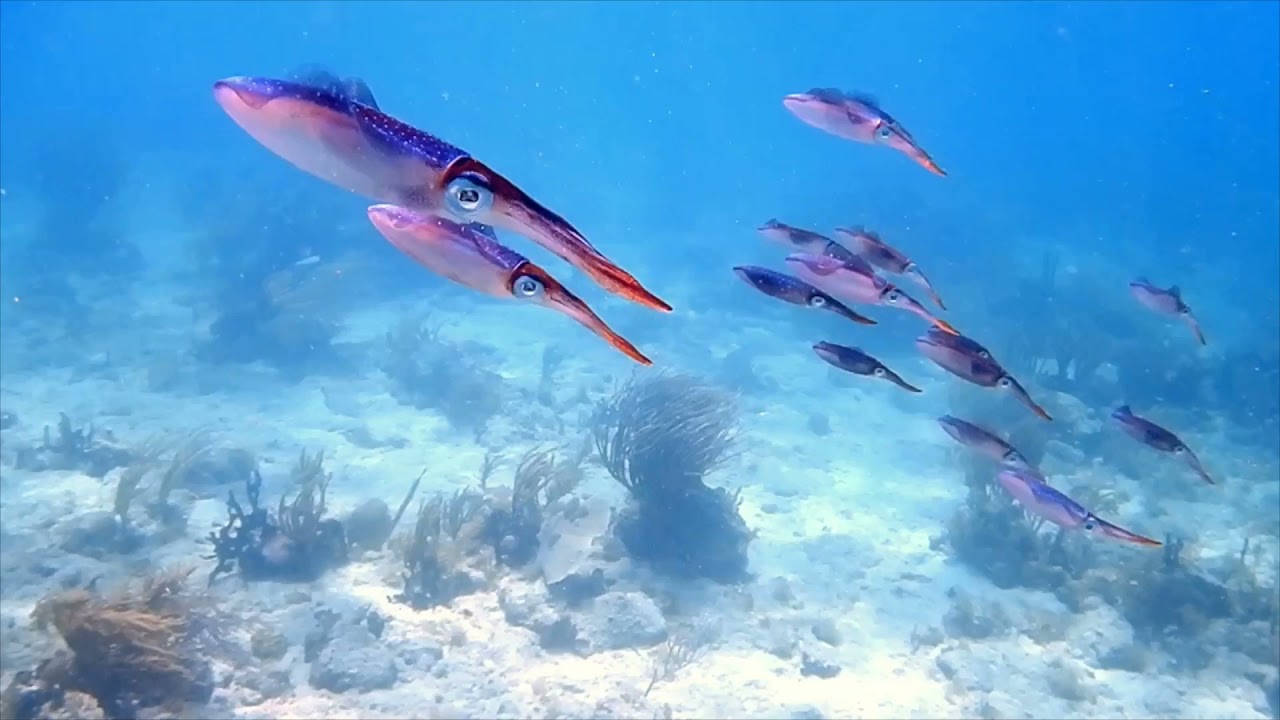 Culebra, Puerto Rico Scuba Diving Highlights
