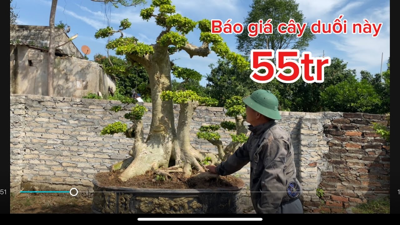 Nhà vườn chương Thực giao lưu cây duối 55 tr và báo giá từng tác phẩm tại nhà vườn