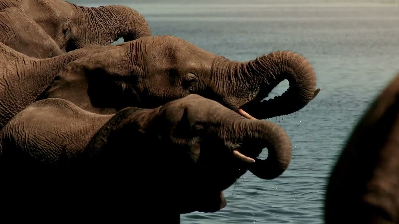 Darcy Keely: Safari Scholarship Trip