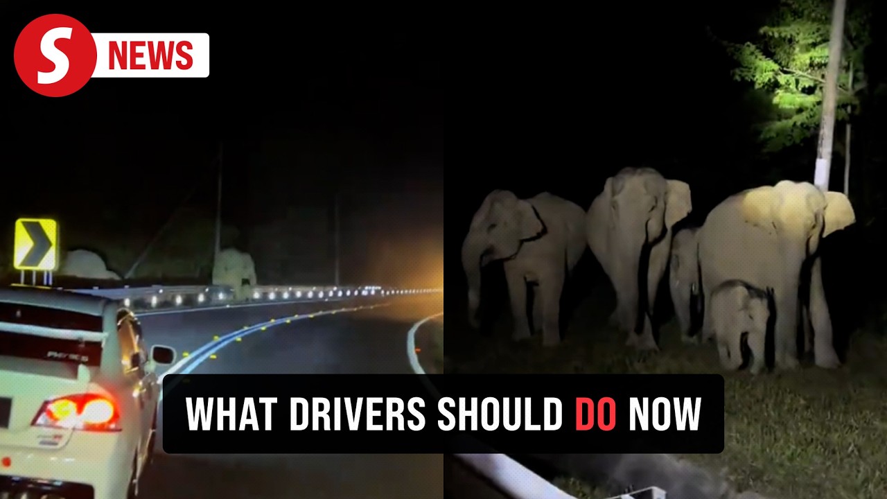 Perhilitan detects elephant herd along East-West Highway near Gerik