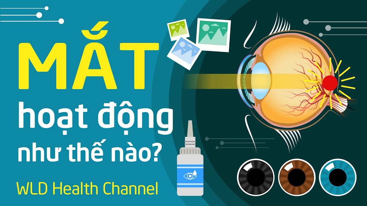 Mắt hoạt động như thế nào? | Cận thị là gì? Viễn Thị là gì? Loạn thị là gì?