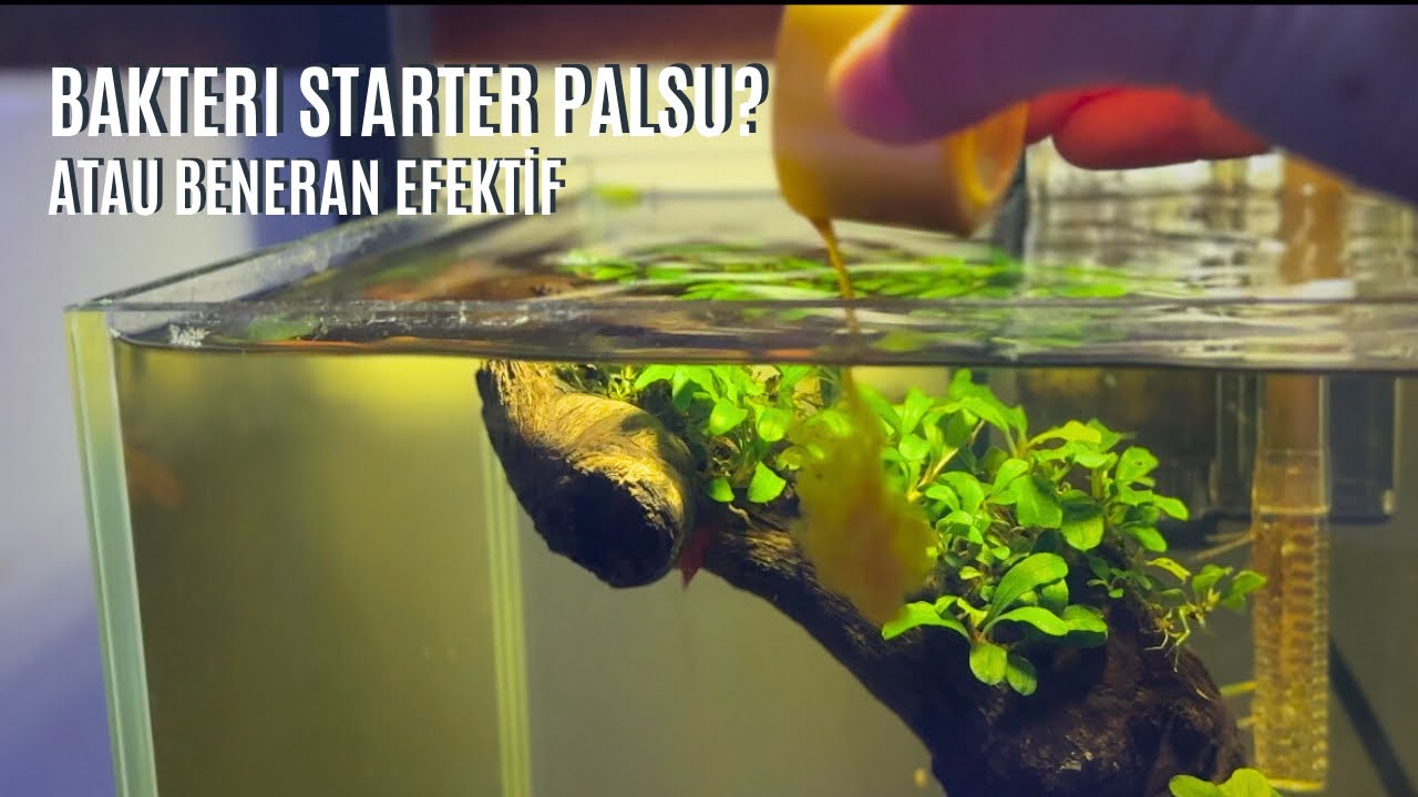 Beneran Ngebantu atau Cuma Marketing Doang? Fakta Bakteri Starter Dibongkar!