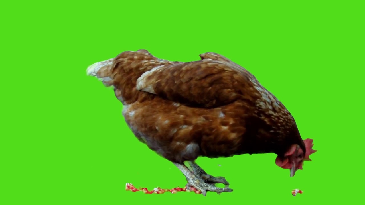 Poule poulet ecran vert FREE