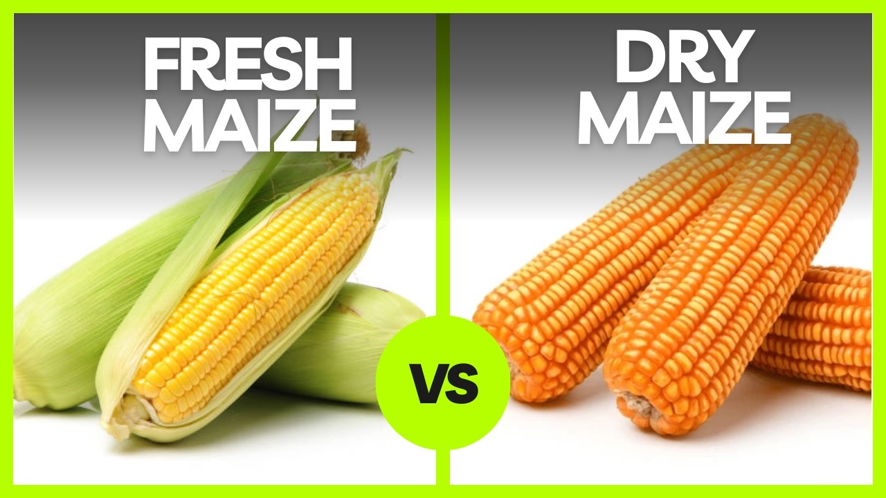 Fresh vs. Dry: Which Makes More Profits? (Research Based)