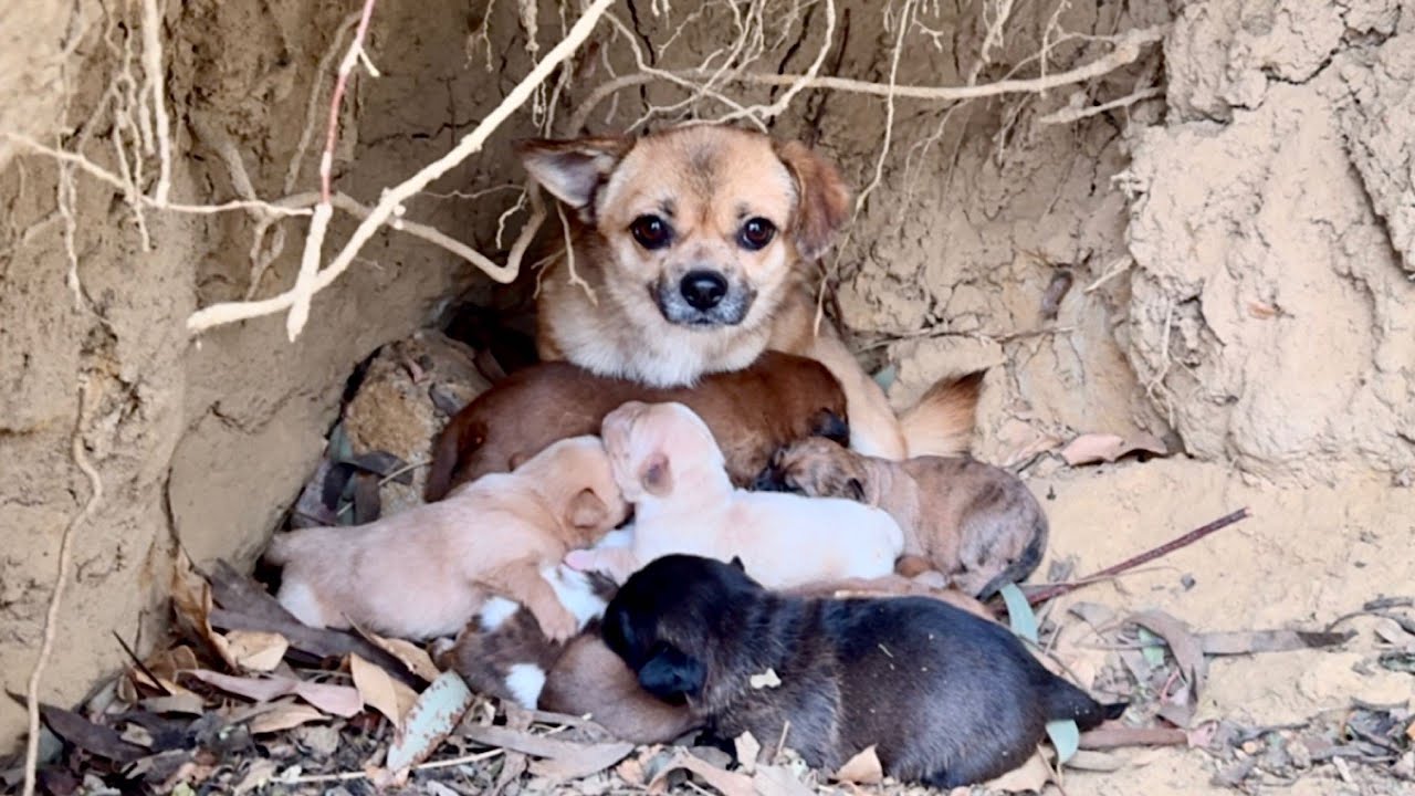 Невероятно! 12 собак 🐶 живут в лесной норе, и сильная мама-собака 🐕 вырастила своих щенков. 🐶🐕😮😘🥰