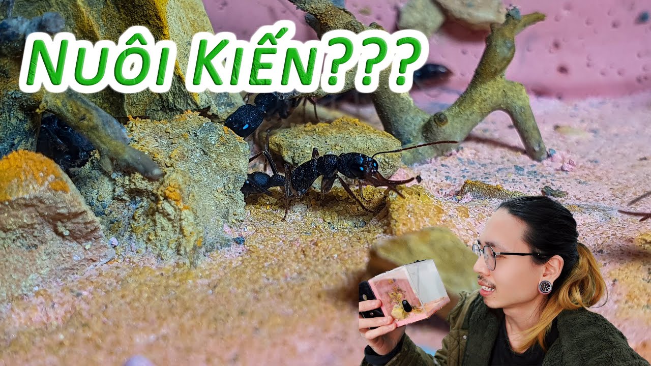 Nuôi kiến tập làm Ant-man - Thú vui mới của giới trẻ | WILDVN TV