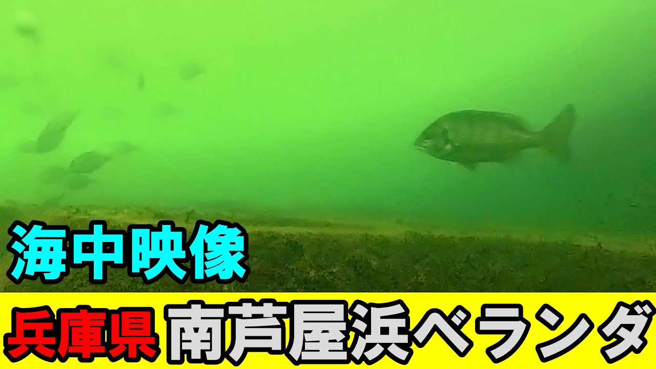 【必見】南芦屋浜ベランダのチヌ釣りを水中映像で攻略！芦屋浜の釣りポイントを海中から分析