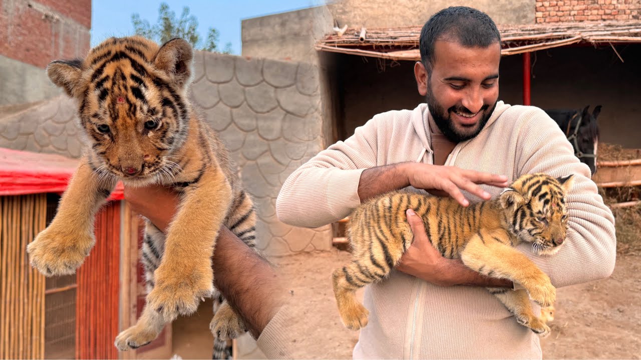 Tiger Agea Hmara Bht Ziada Cute Hai😍