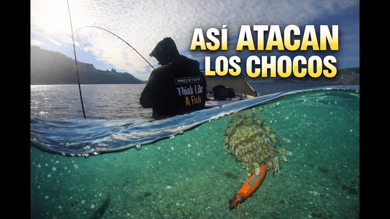 Pescando chocos a Tip Run | Ataques subacuáticos 🦑