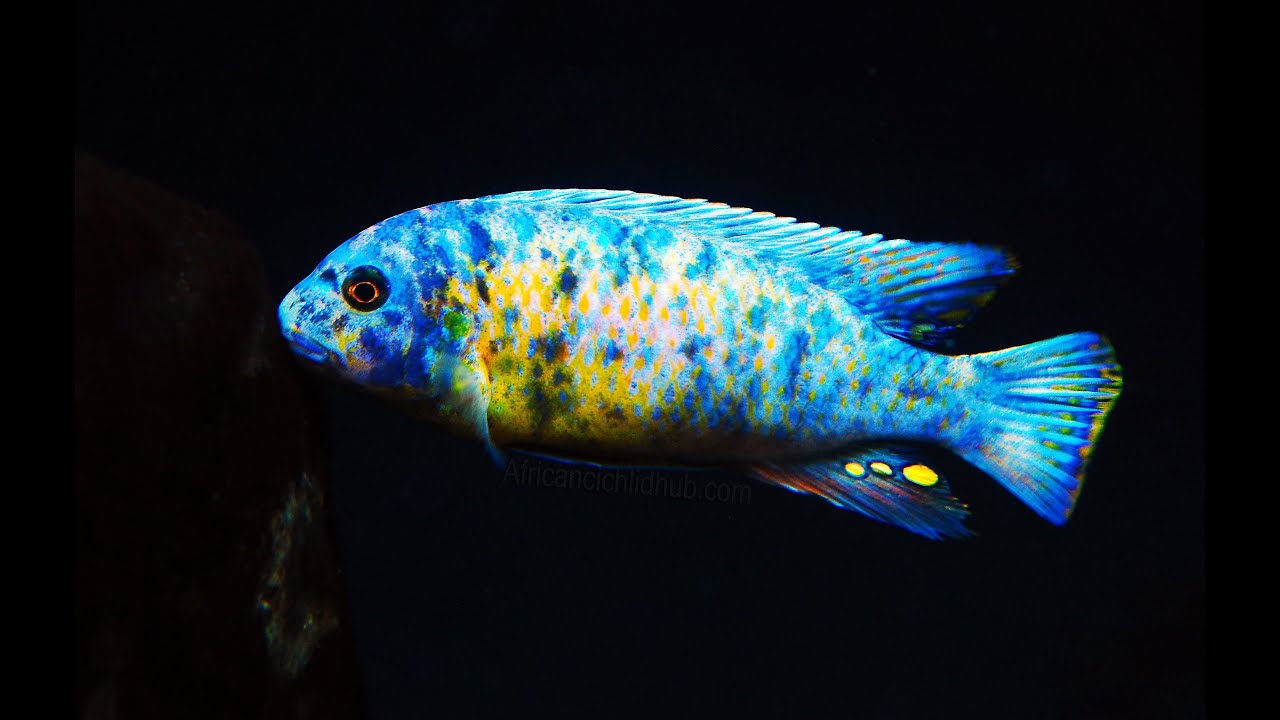 Mbuna from Lake Malawi - Interesting Facts