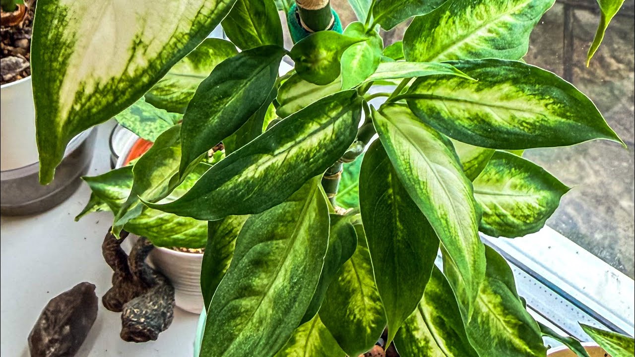 Houseplants part 4 