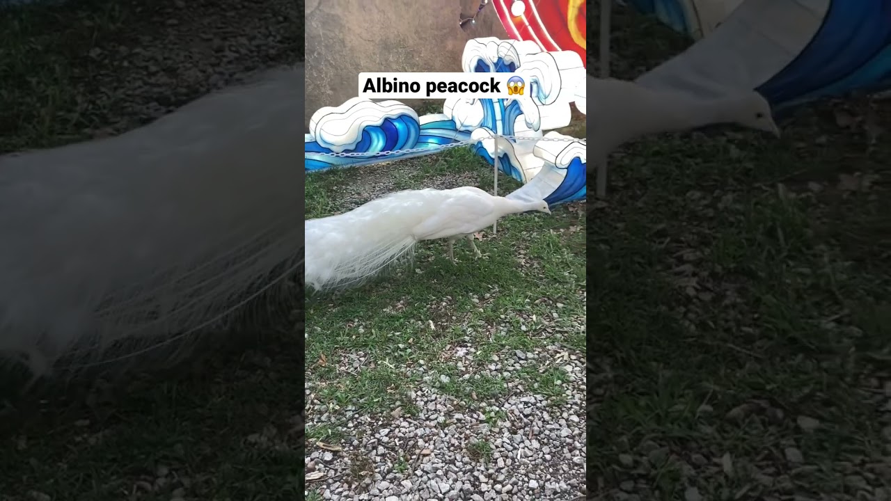 An albino peacock! 🦚 