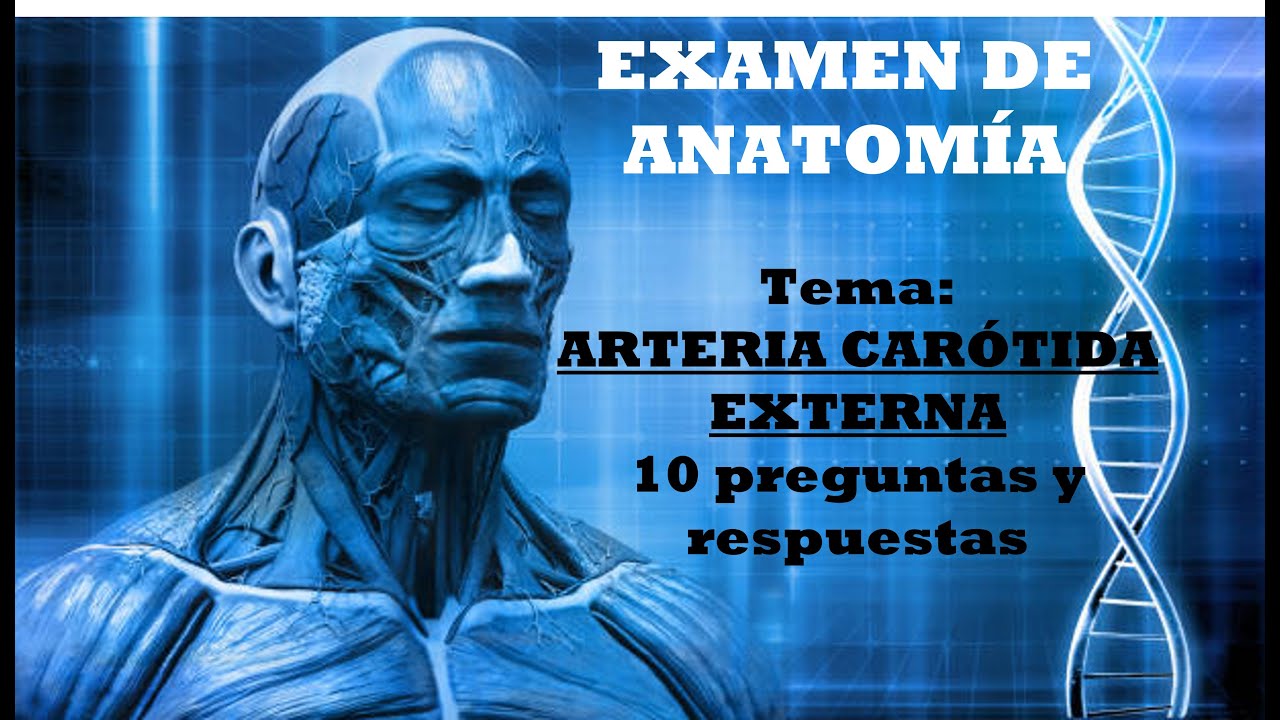 Test sobre arteria carótida externa: 10 preguntas y la explicación de sus respuestas