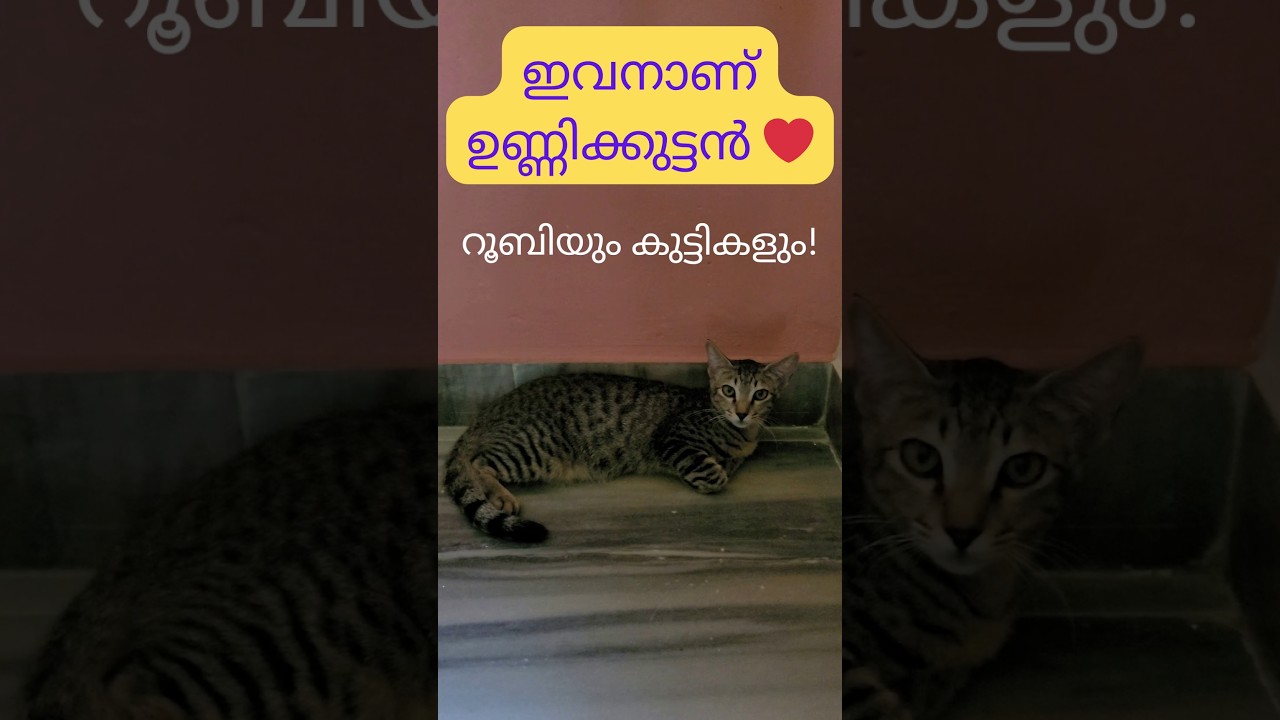 Ruby's kids at  6 months of age #kitten #cat