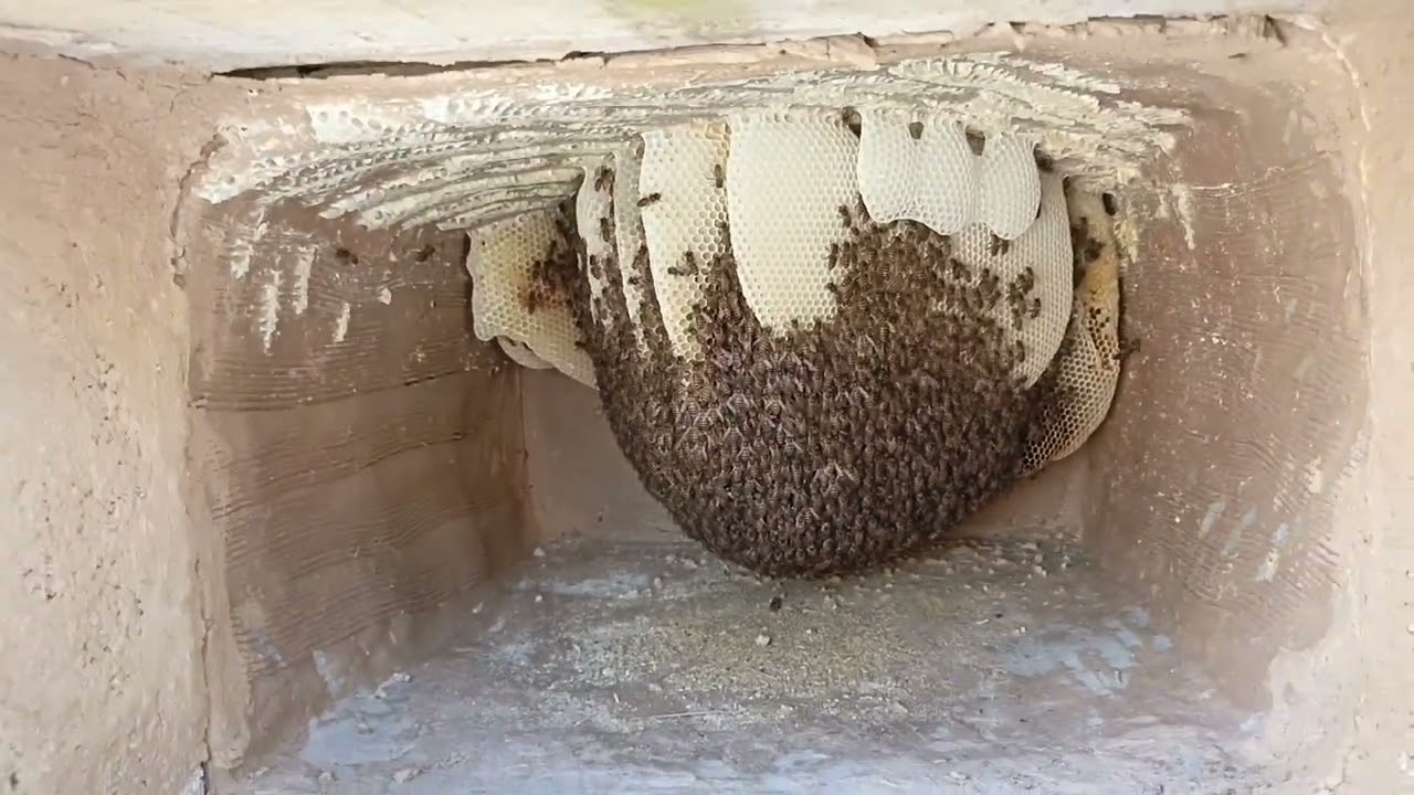 Mud Bee Hives Progress Details | Beekeeping At Home | Wild Bees Apis Cerana| #bees #beekeeping