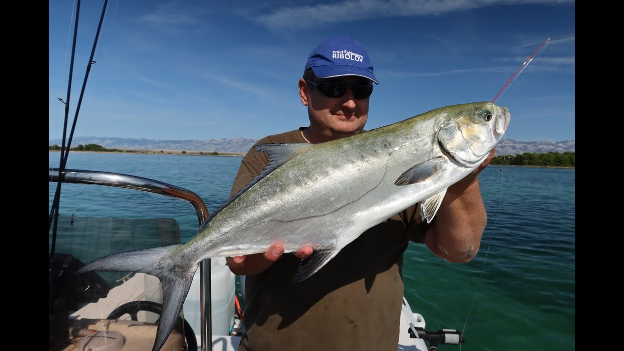 Praktični ribolov - Panula na lice i strijelke živom iglicom (trolling for leerfish and bluefish)