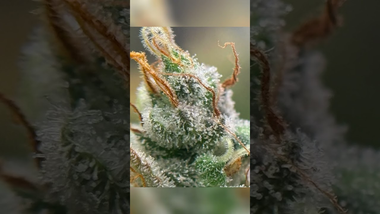 Critical 2.0 seed to harvest in 130 days!