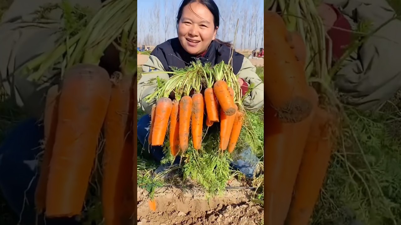 We are very happy with the carrot harvest this time | Amazing vegetable farming #harvest #vegetables