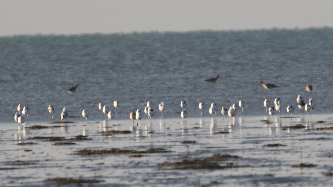 Birding Oman : Péninsule de Barr al Hikman - FILIM