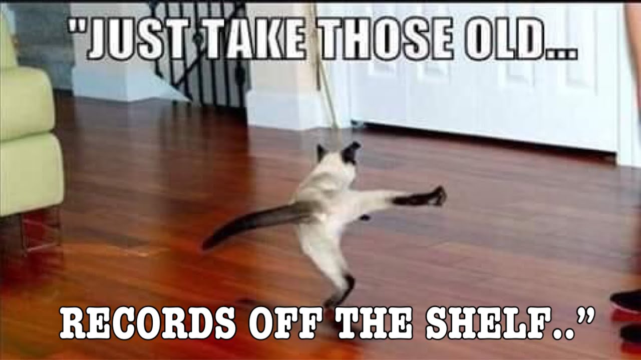 MEMES TO MAKE YOU LAUGH 2020&ndash;ANIMAL MEME EDITION/cat memes/dog memes #3
