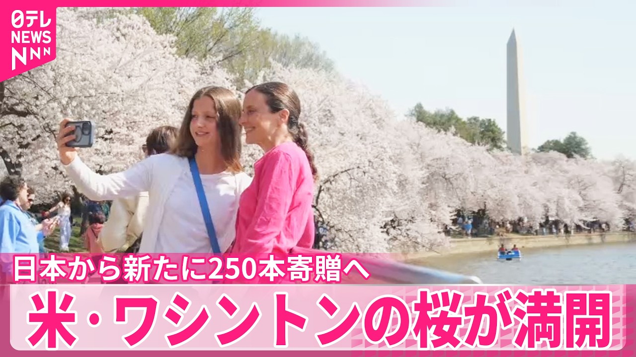 【アメリカ・ワシントン】桜が満開  日本から新たに250本寄贈へ
