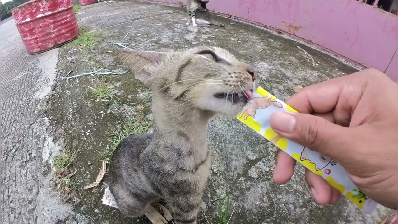 Badan kecil ekor buntung gualaknya minta ampun 😆