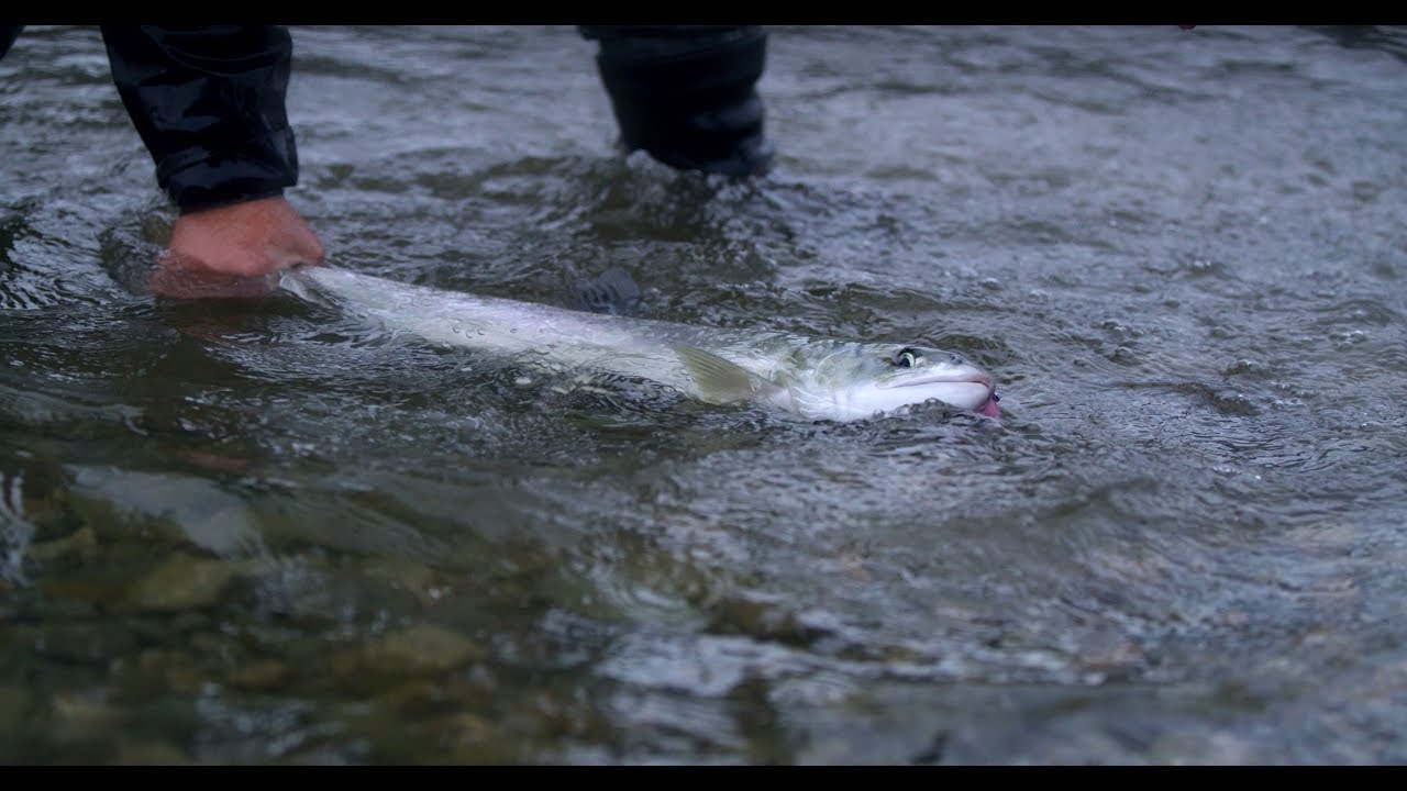 Fishing BC Presents: Late Fall Fishing in the Fraser Valley
