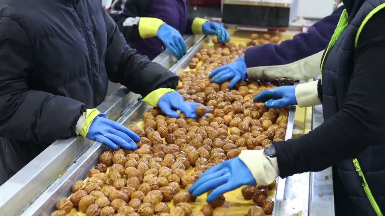From the orchard to the farm, walnut harvesting & processing