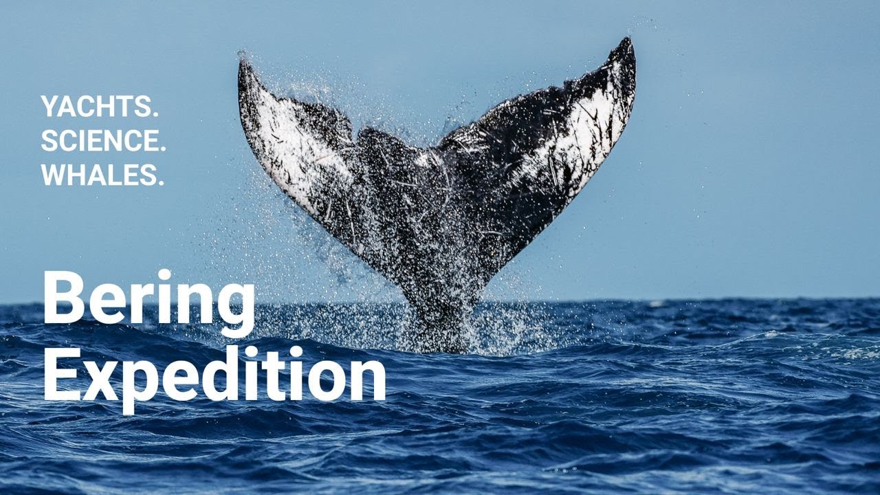 Bering Yachts for Science: Watching Whales and Finding Purpose