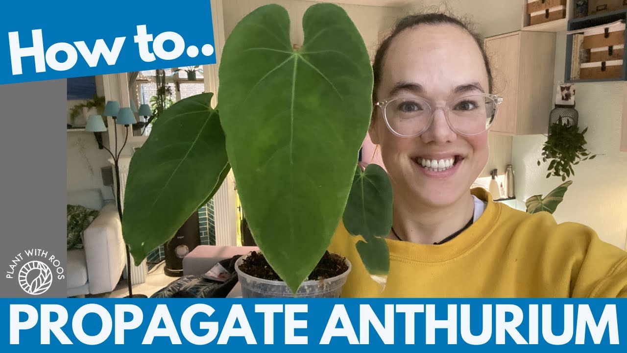 Anthurium propagation - let's cut up a hard to find Anthurium shall we? | Plant with Roos