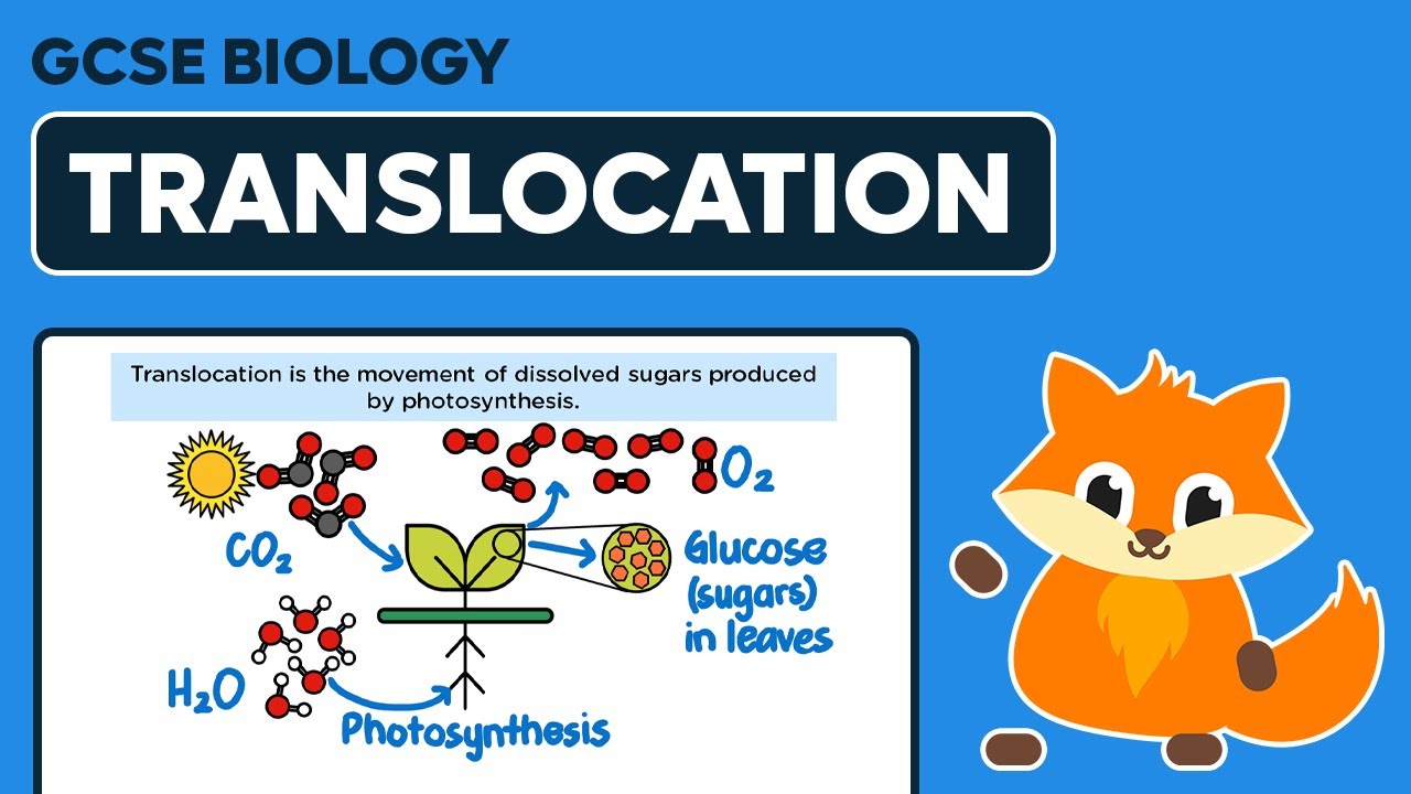 Translocation - GCSE Biology