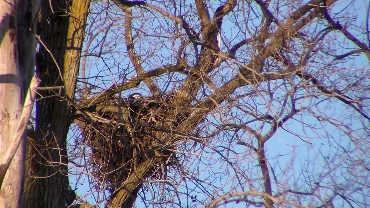 Grand River Eagles