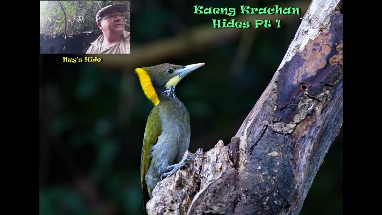 Birds.... Birding in Thailand with the Greater Yellownape Woodpecker (Chrysophlegma flavinucha)