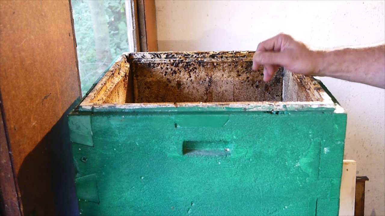 Wymiana matki, zwiększanie siły i walka z warozą.
