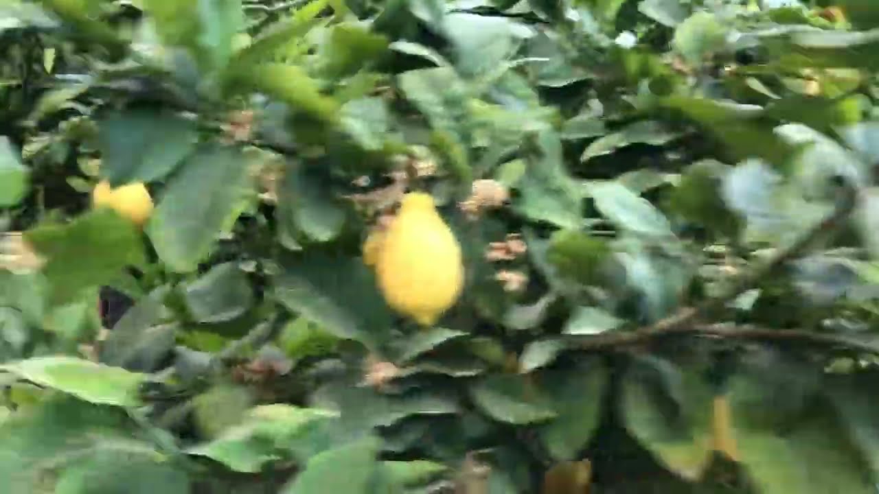 مكافحه   اكاروس   صدأ  الموالح    🍋   والاكاروس  البني  🍊   واكاروس  الموالح  الاحمر  🍏  اسهل  طريقه