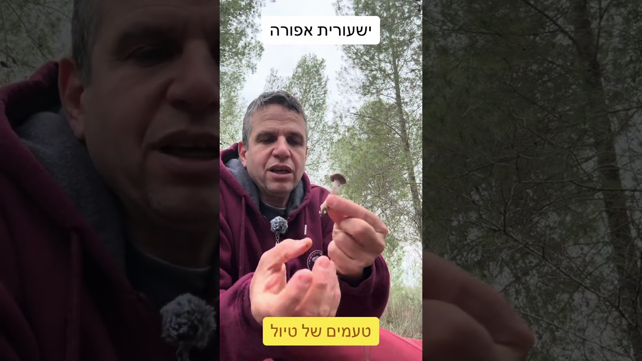 ישעורית אפורה
