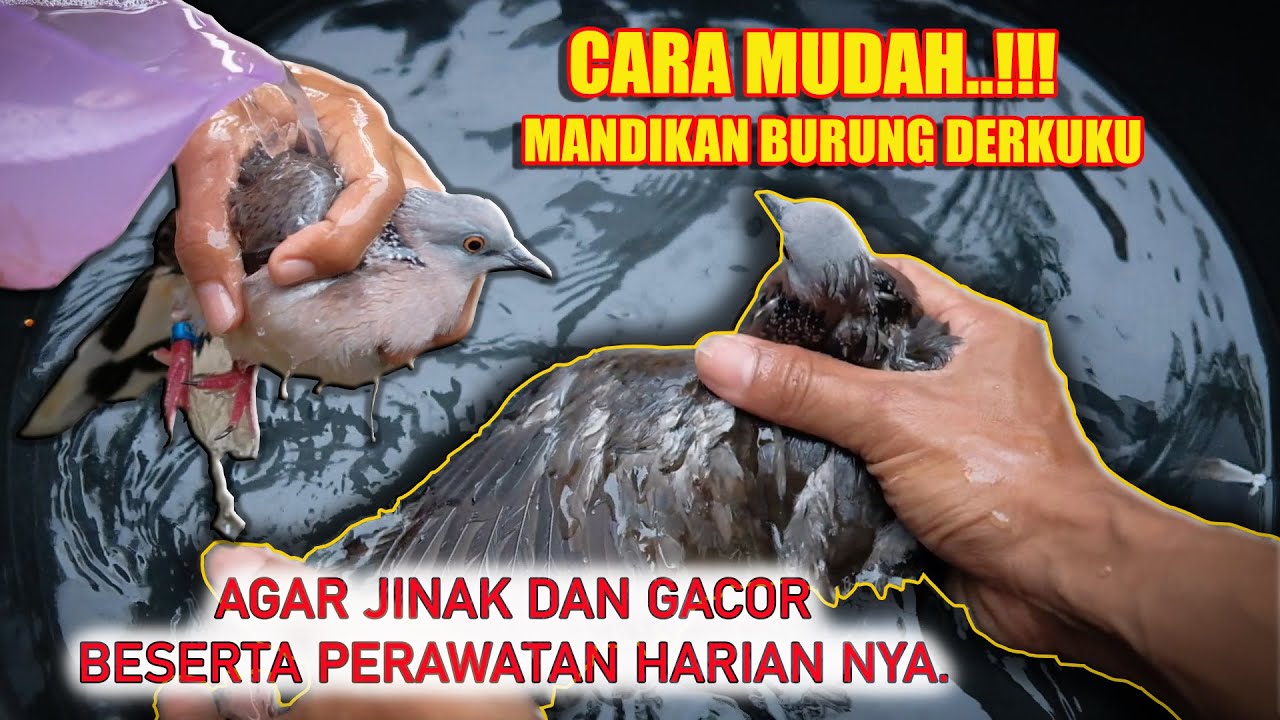 CARA Memandikan DERKUKU agar JINAK dan GACOR!