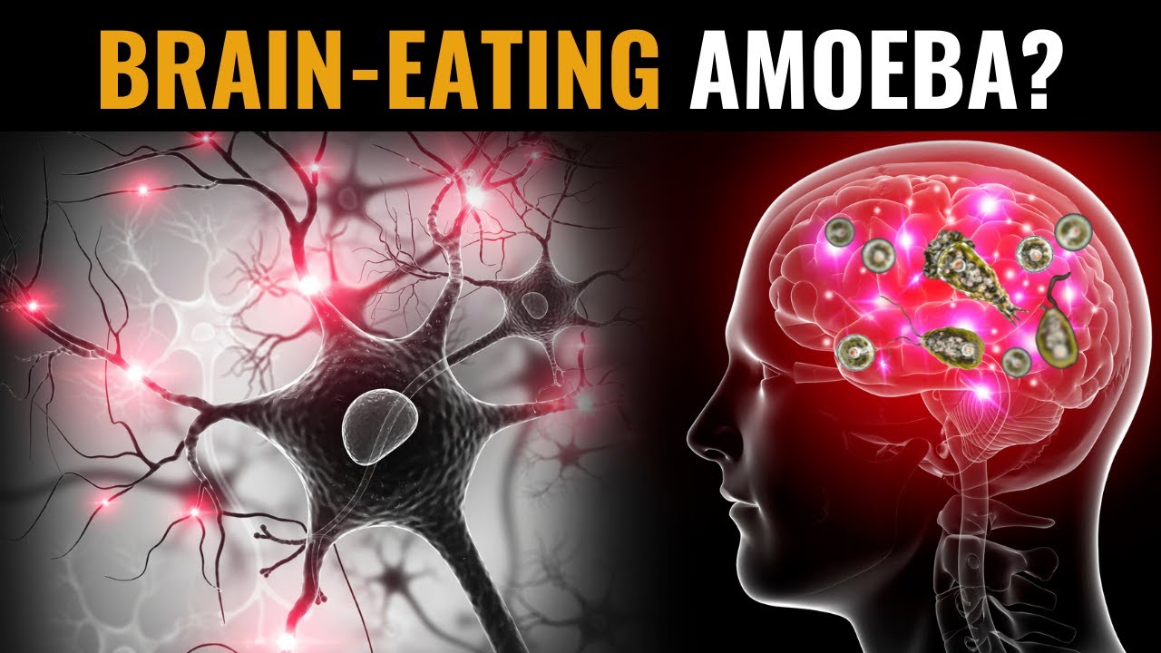 Deadly Brain-Eating Amoeba: Why is it so Dangerous? | Death Rate of 97%+ | Smart Tips for Prevention