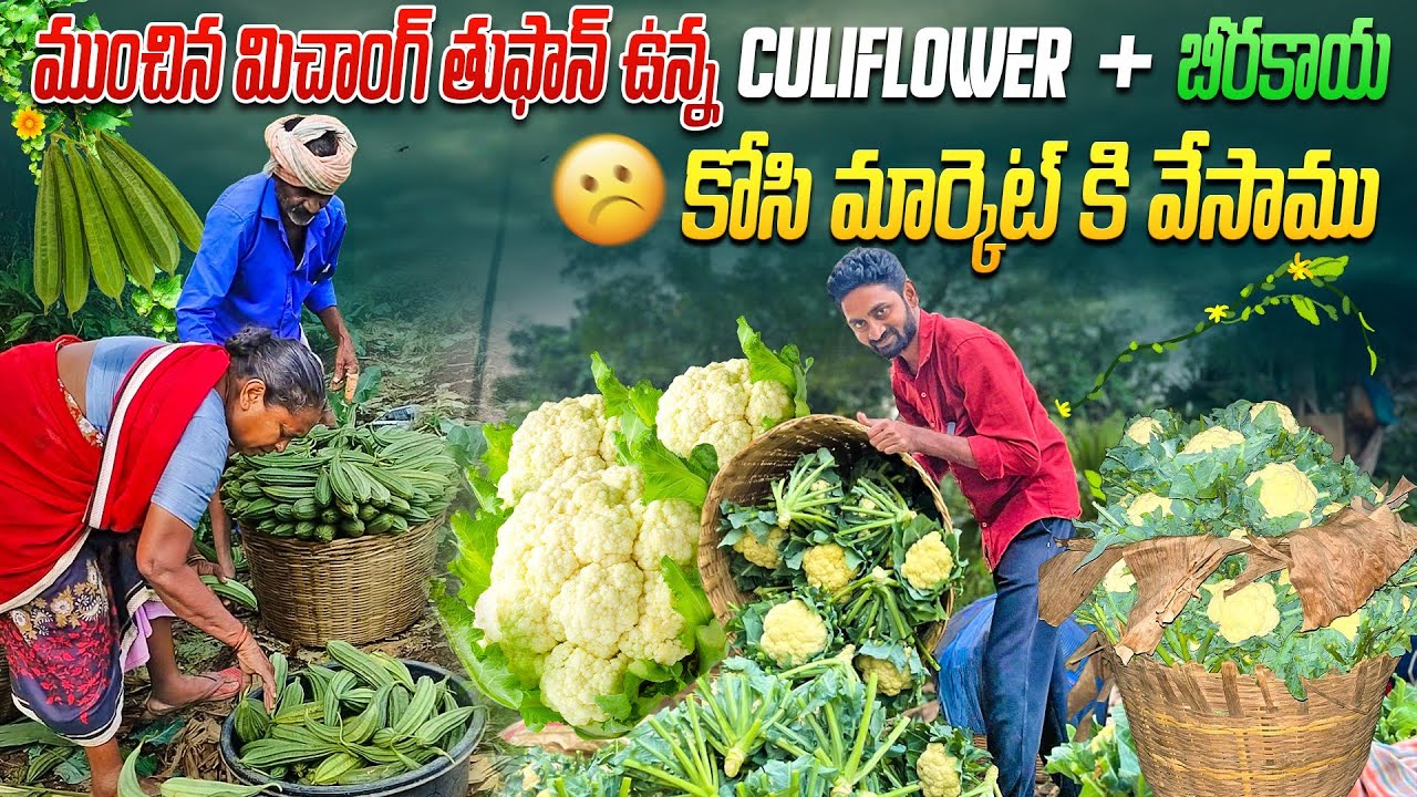 క్యాలిఫ్లవర్ కోసుకుని మార్కెట్ కి వేసే విధానం || cauliflower harvesting ||cauliflower farming@