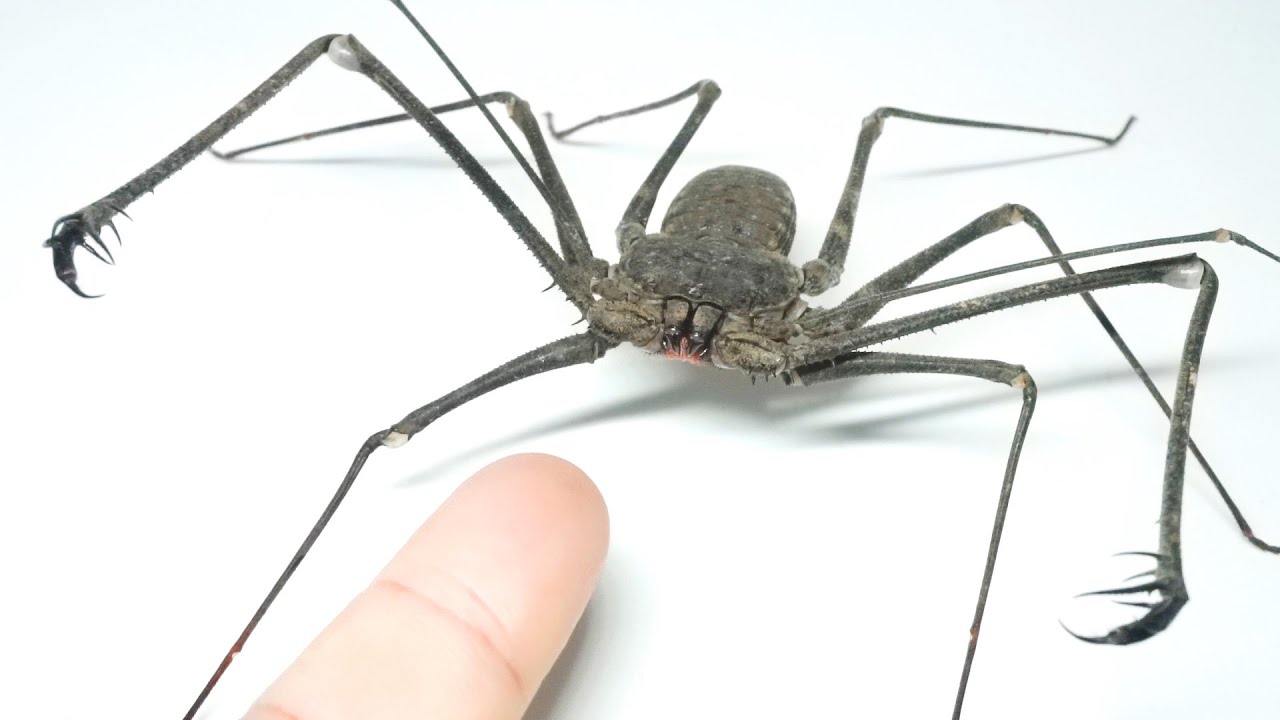 ヤバい生物を本気で怒らせると…ヤバすぎた